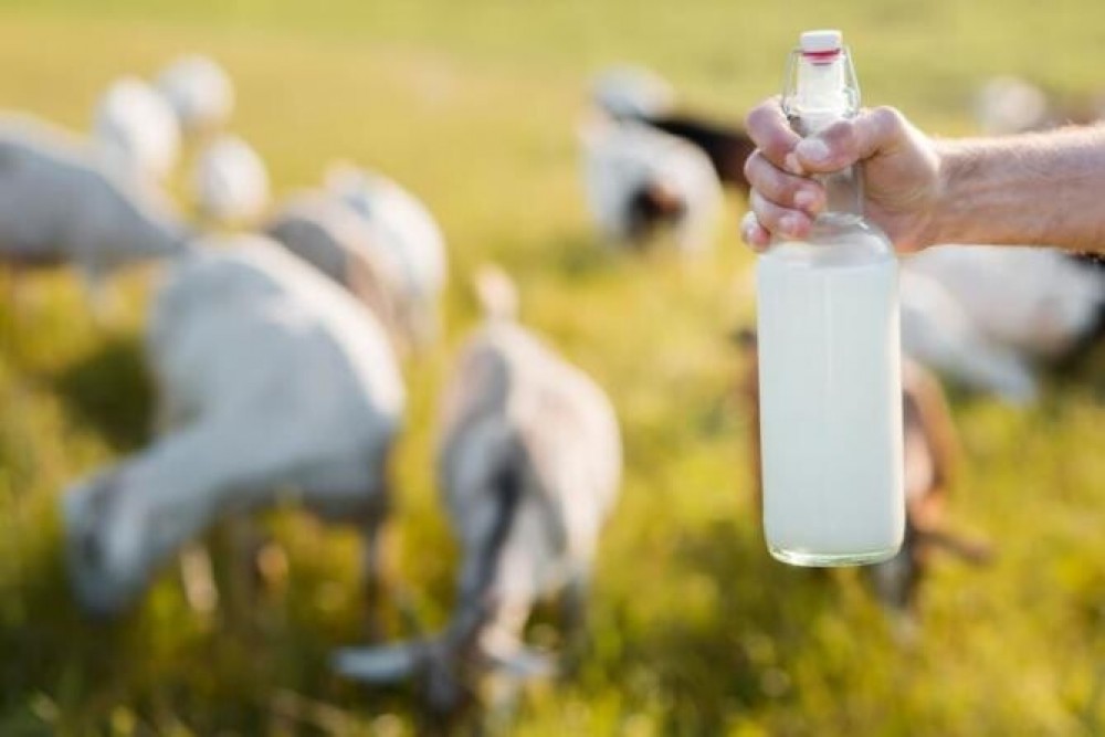 Laptele de capră, unul dintre cele mai sănătoase alimente din lume. Ce beneficii are